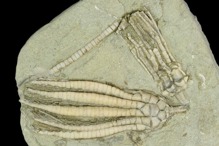 Two Fossil Crinoids (Scytalocrinus & Abrotocrinus) - Indiana #122980